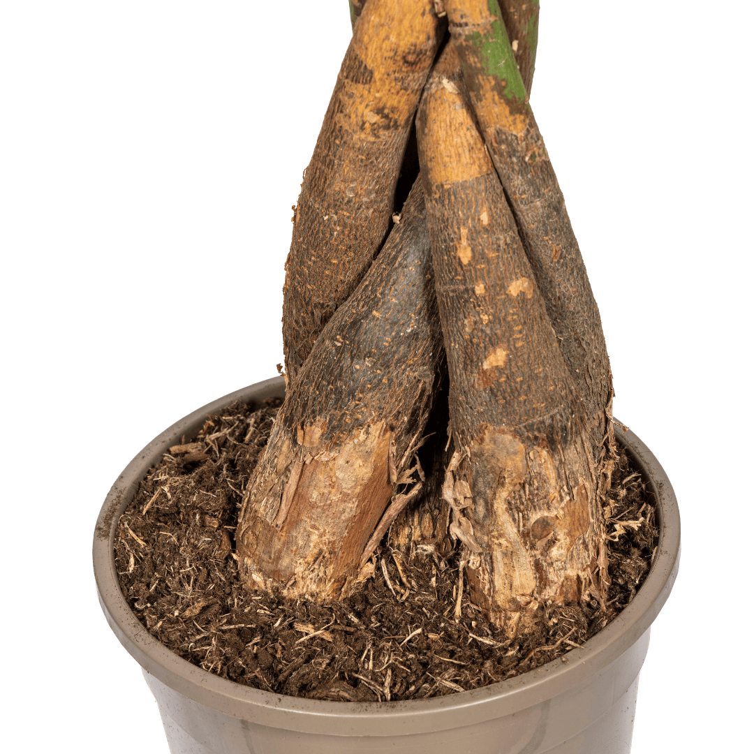 Pachira Aquatica Ø24cm - ↕120 - 140cm - Botanic-Vibes