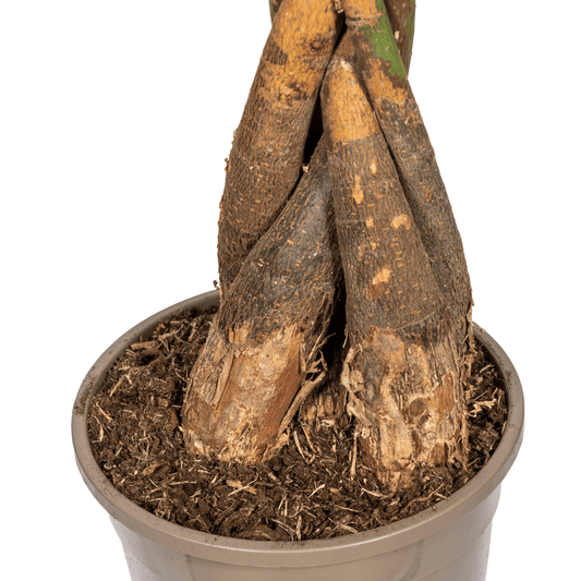 Pachira Aquatica Ø24cm - ↕120 - 140cm - Botanic-Vibes