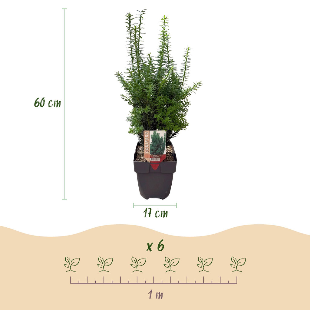 Heckenpflanzen, Taxus media Hilii, Blatt grün, 6 Pflanzen, 1 laufender Meter, immergrün, Topf 17 cm 60 cm