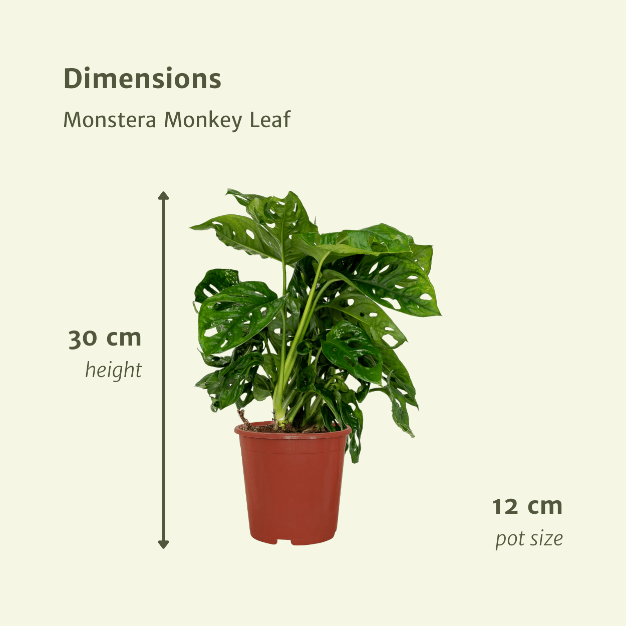 2x Monstera Monkey Leaf, Lochpflanze, 30 cm, Ø12 cm