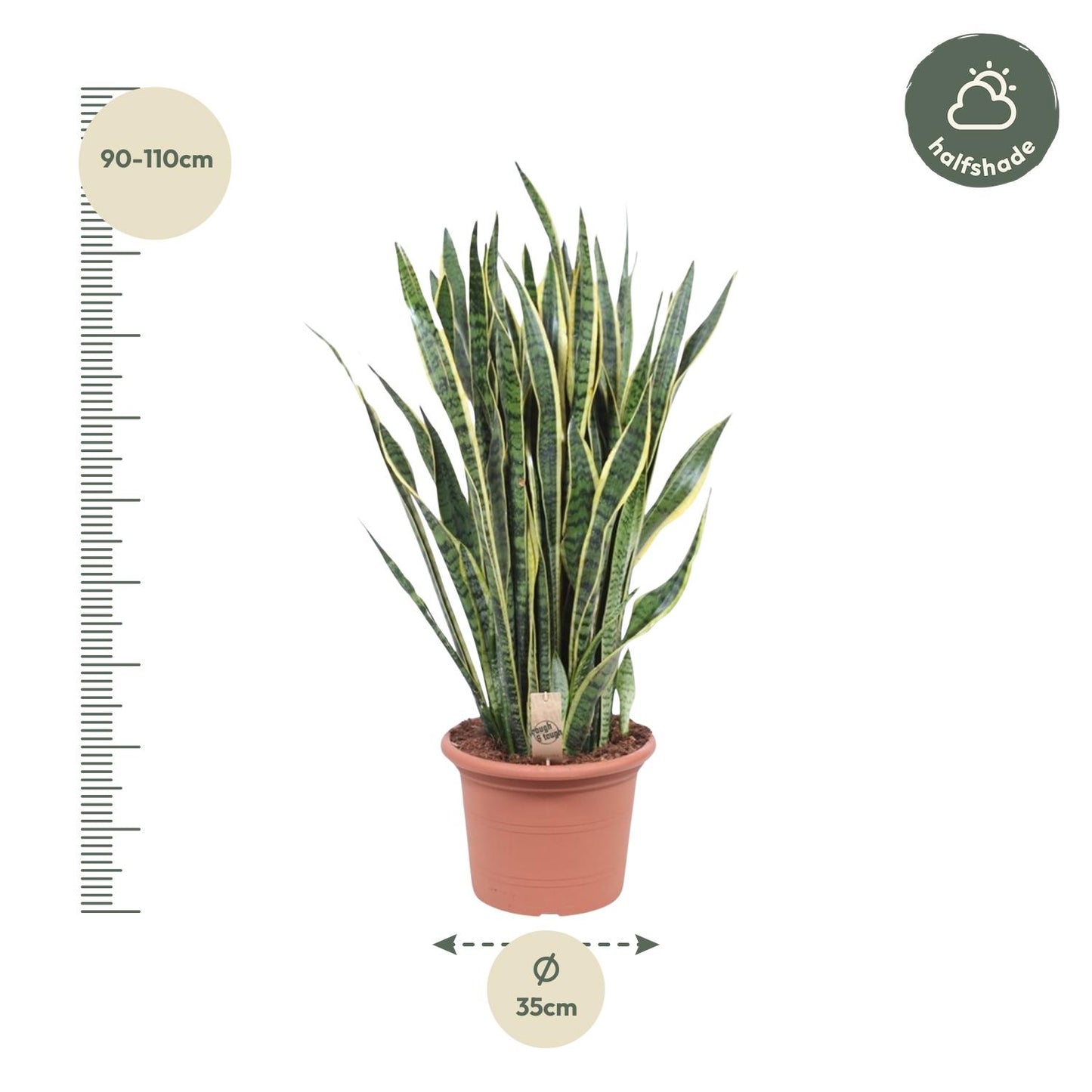 Sansevieria laurentii – 100 cm – Ø35