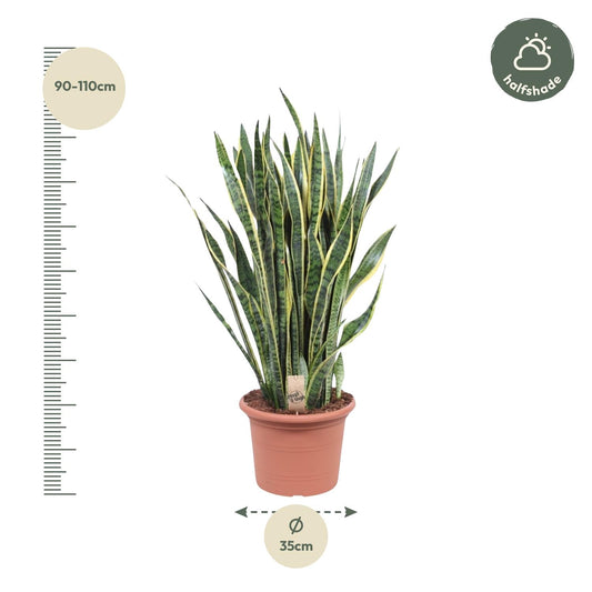 Sansevieria laurentii – 100 cm – Ø35