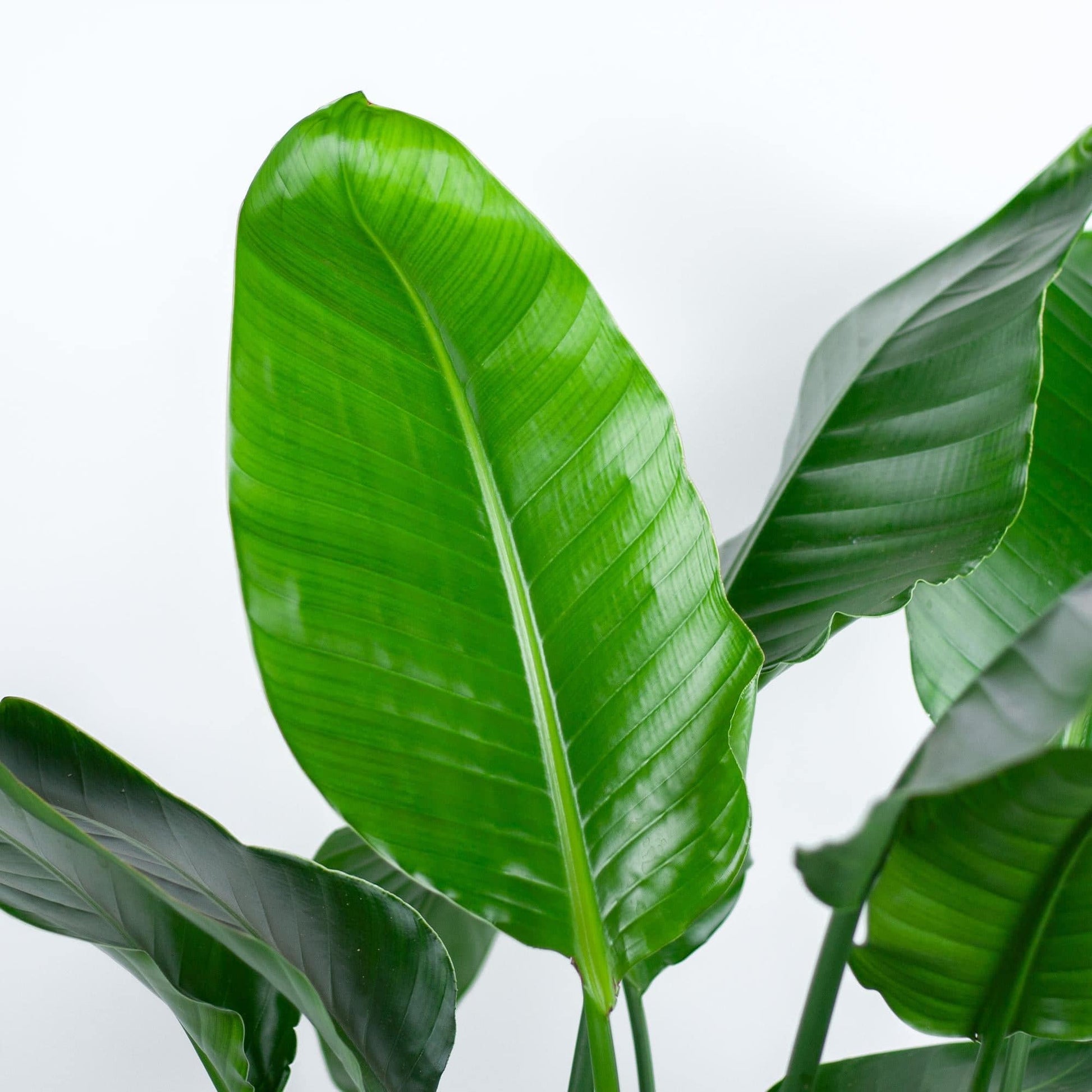 Strelitzia Nicolai XL mit Torun-Korb – 140 cm – Ø27 - Botanic-Vibes