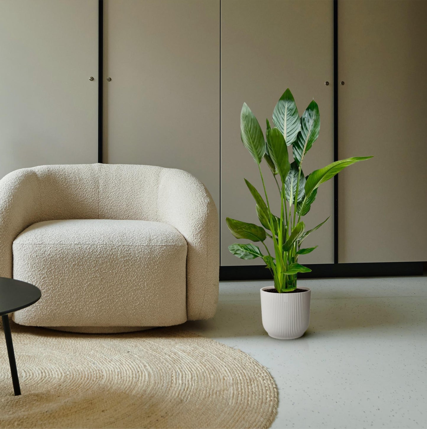 Strelitzia reginae – 100 cm – Ø19
