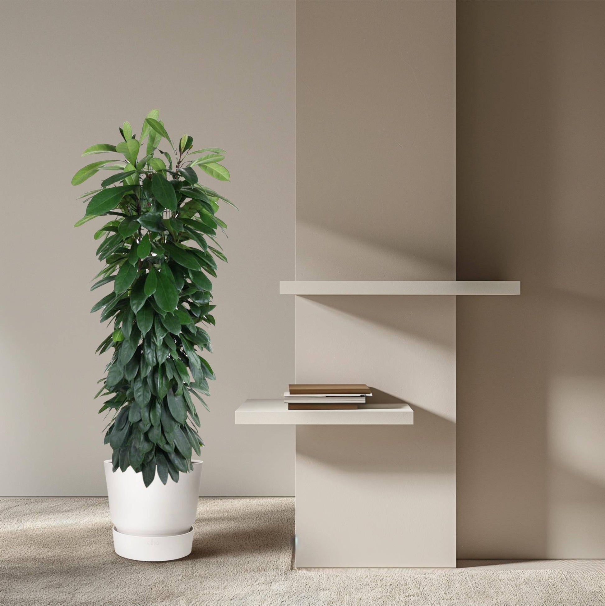 Ficus cyatistipula Säule – 150 cm – Ø29 - Botanic-Vibes