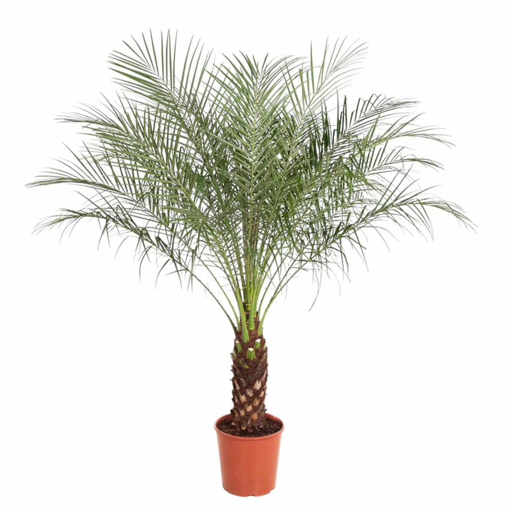 Phoenix roebelenii – 160 cm – Ø27 - Botanic-Vibes