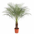Phoenix roebelenii – 160 cm – Ø27 - Botanic-Vibes