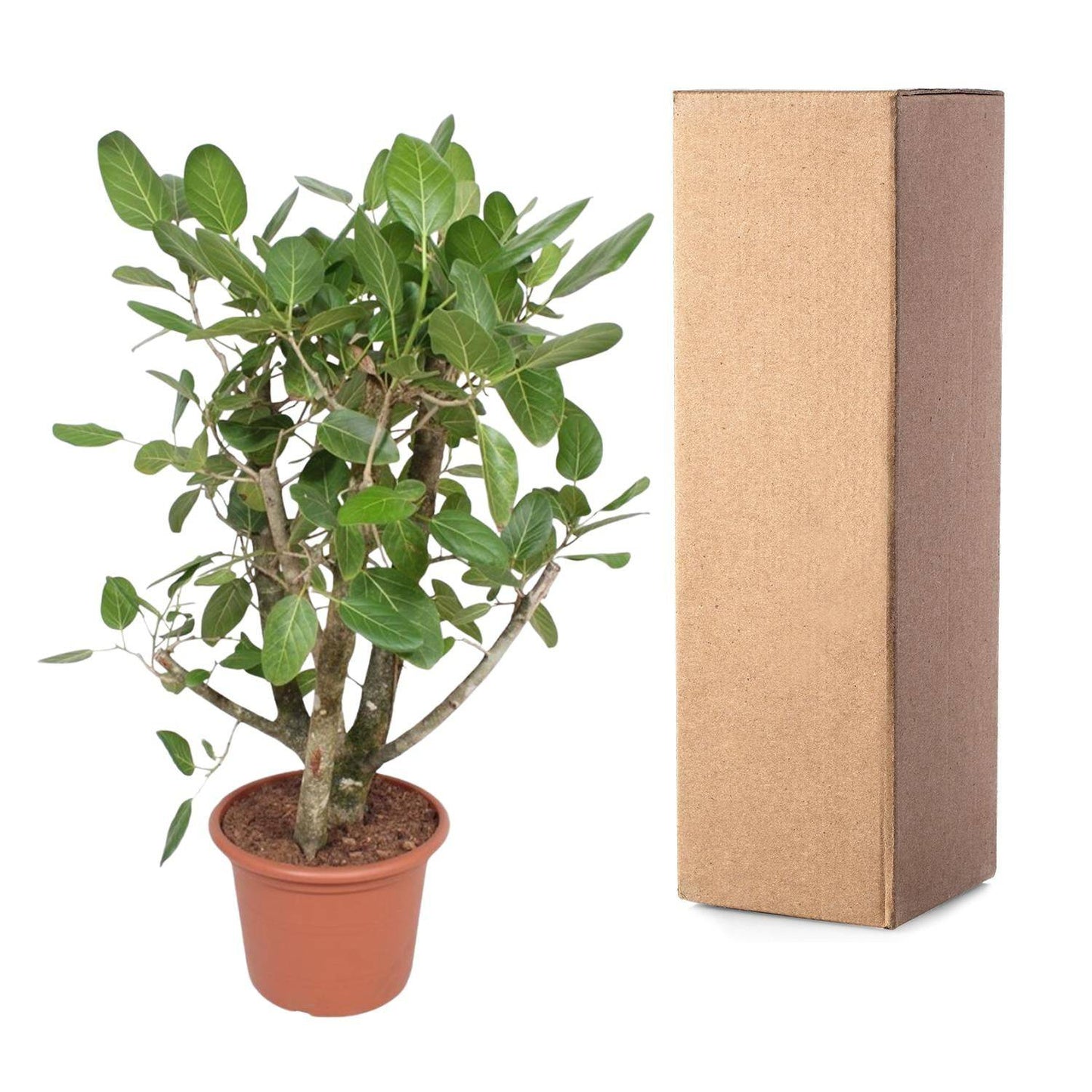Ficus benghalensis verzweigt – 140 cm – Ø40 - Botanic-Vibes