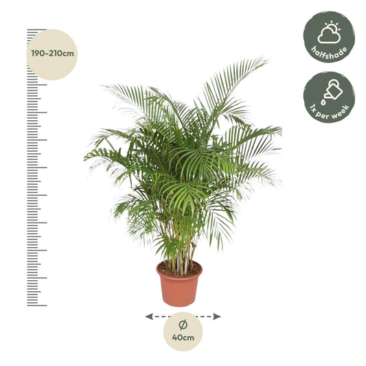 Dypsis lutescens (Areca-Palme) – 200 cm – Ø40 - Botanic-Vibes