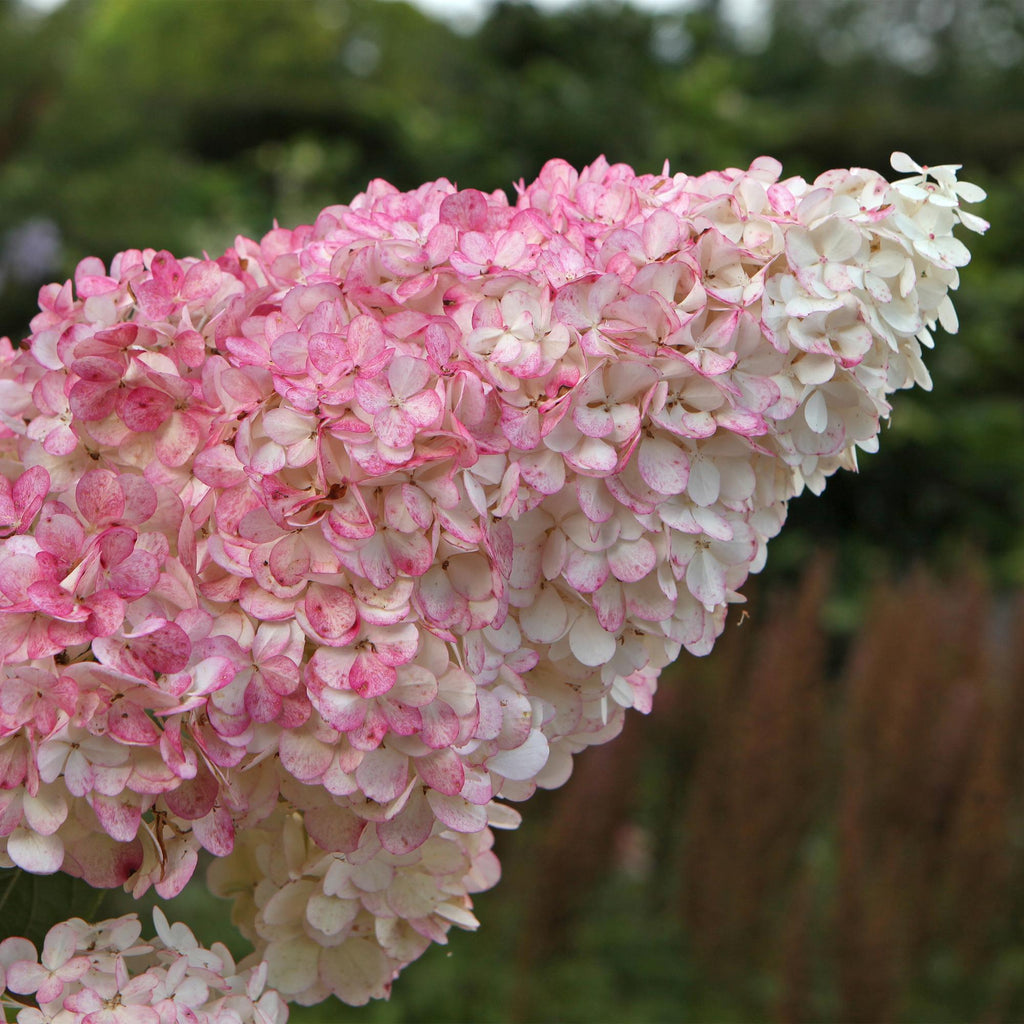 Rispenhortensie, Hydrangea panniculata Vanille Fraise, Blüte Weiß Rosa, 1 Pflanze, Laubabwerfend, Große Blumen, Topf 17 cm 50 cm