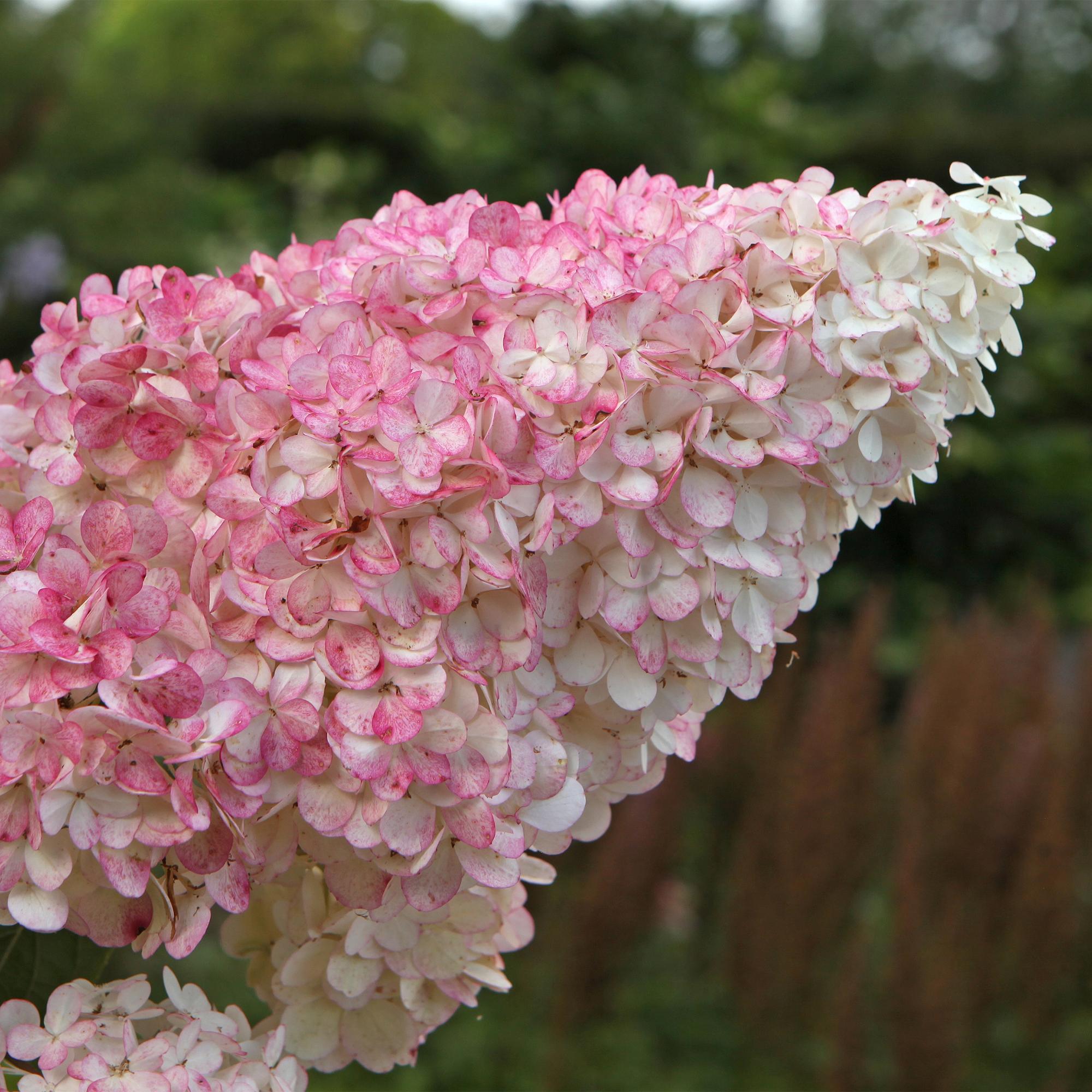 Rispenhortensie, Hydrangea panniculata Vanille Fraise, Blüte Weiß Rosa, 1 Pflanze, Laubabwerfend, Große Blumen, Topf 17 cm 50 cm