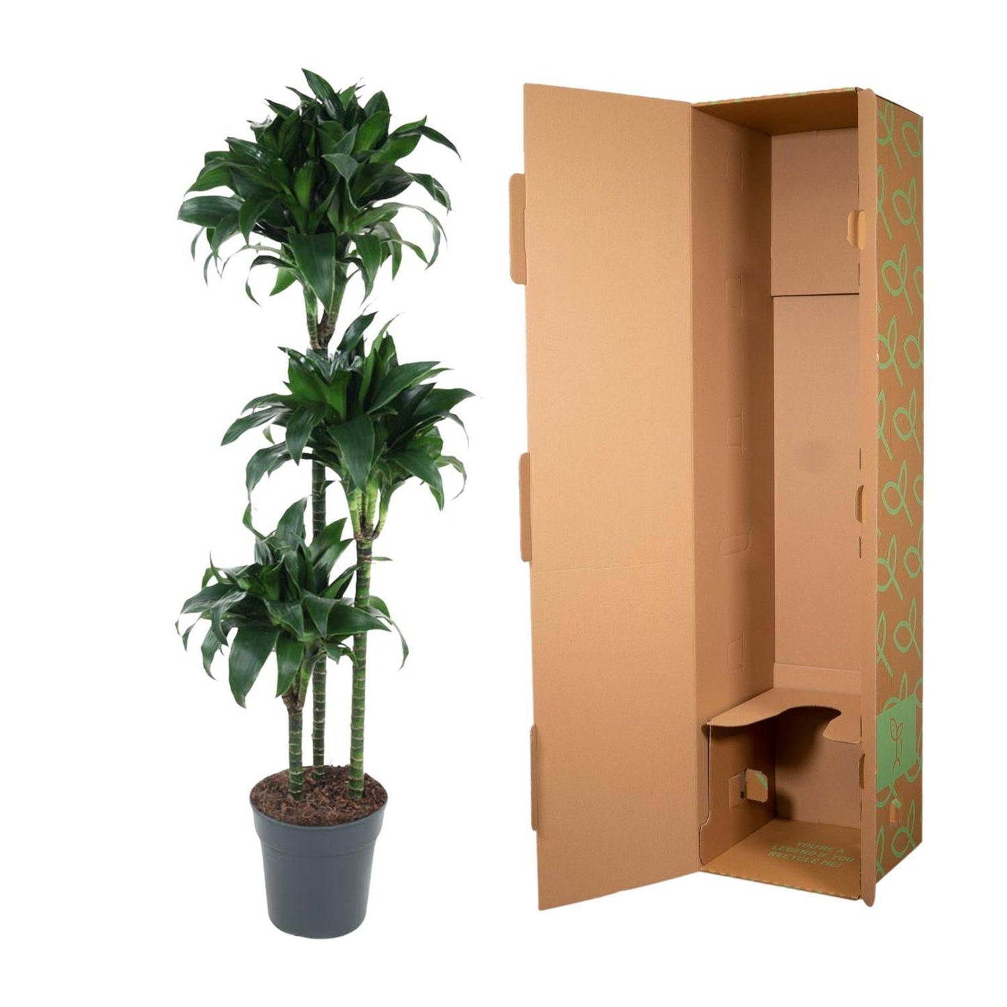Dracaena Tatuade – 140 cm – Ø24 - Botanic-Vibes