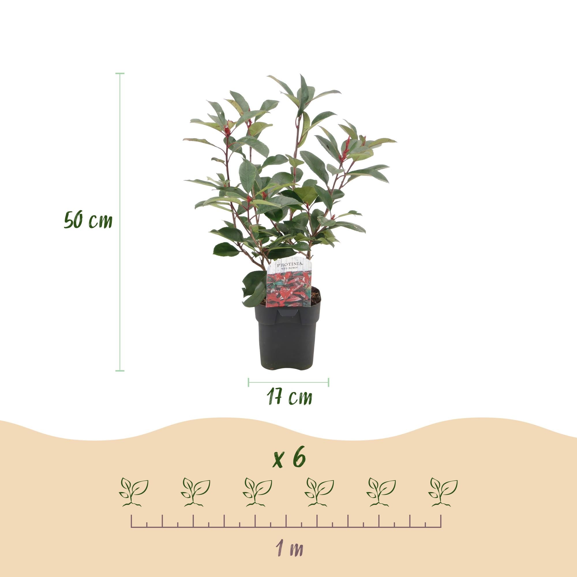 Heckenpflanzen, Photinia fraseri Rot Robin, grün rot, 6 Pflanzen, 1 laufender Meter, immergrün, Topf 17 cm 50 cm