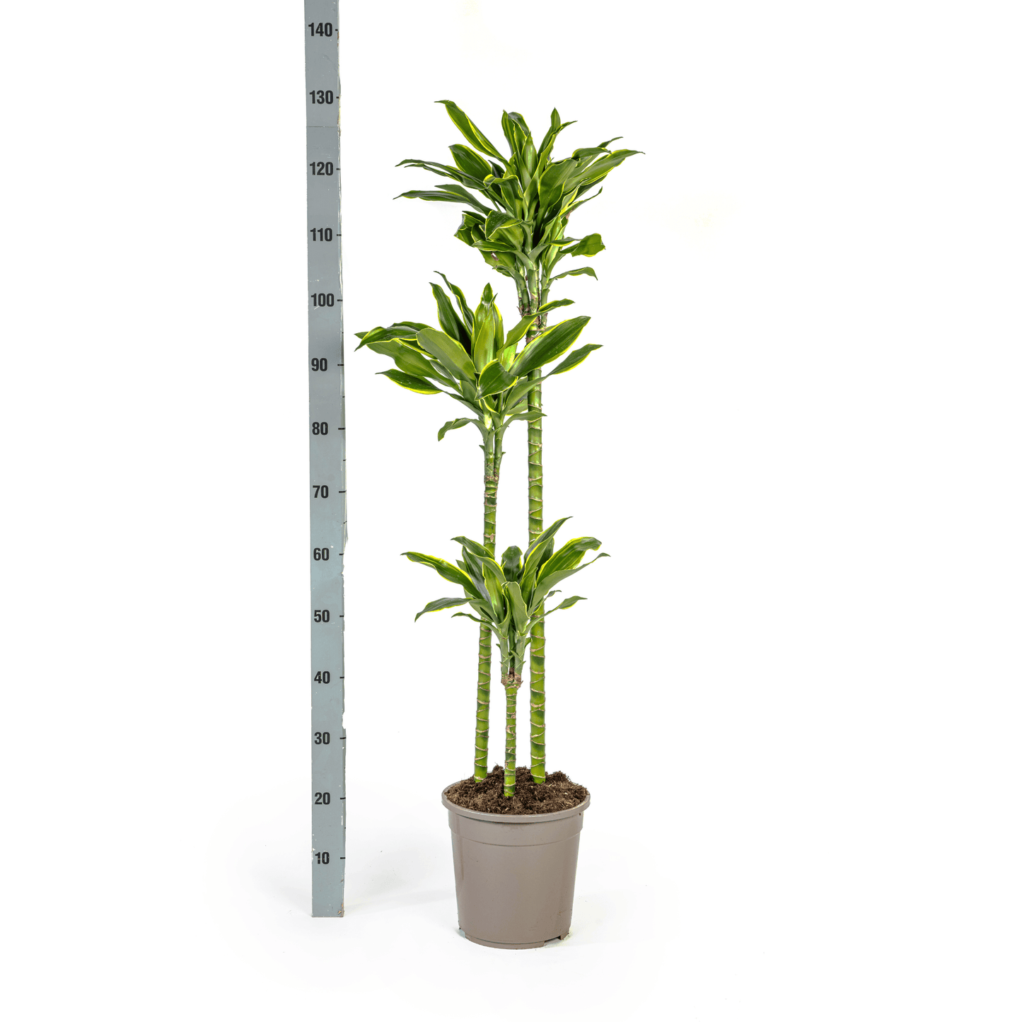 Dracaena Fragrans Golden Coast Ø24cm - ↕130 - 150cm - Botanic-Vibes