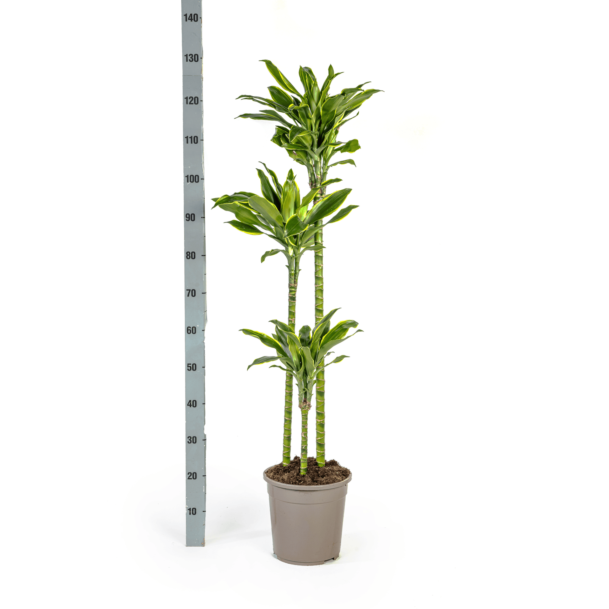 Dracaena Fragrans Golden Coast Ø24cm - ↕130 - 150cm - Botanic-Vibes