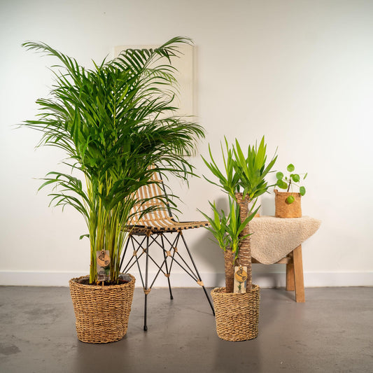 Areca – 130 cm – Ø24 + Yucca – 100 cm – Ø21 - Botanic-Vibes