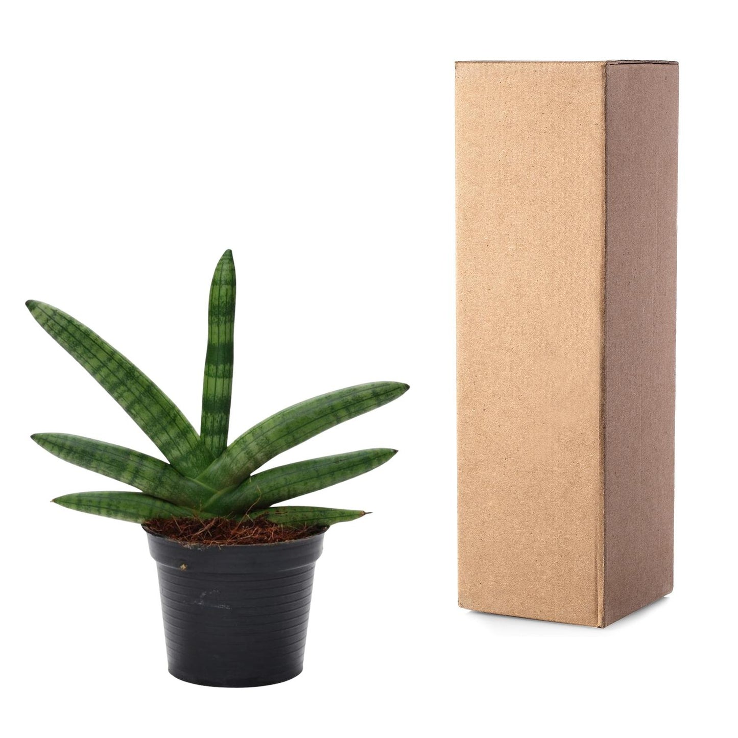 Sansevieria skyline – 25 cm – Ø10,5