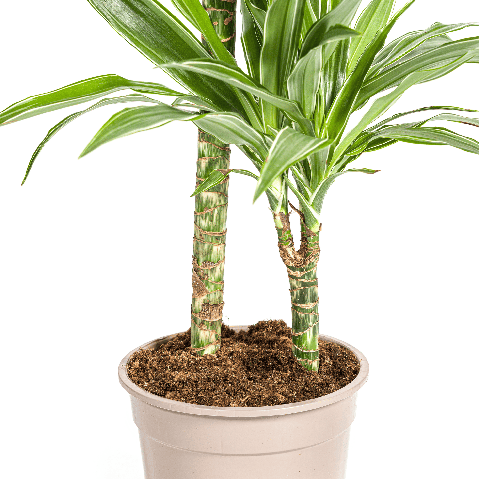 Dracaena Deremensis White Stripe Ø19cm - ↕70 - 90cm - Botanic-Vibes