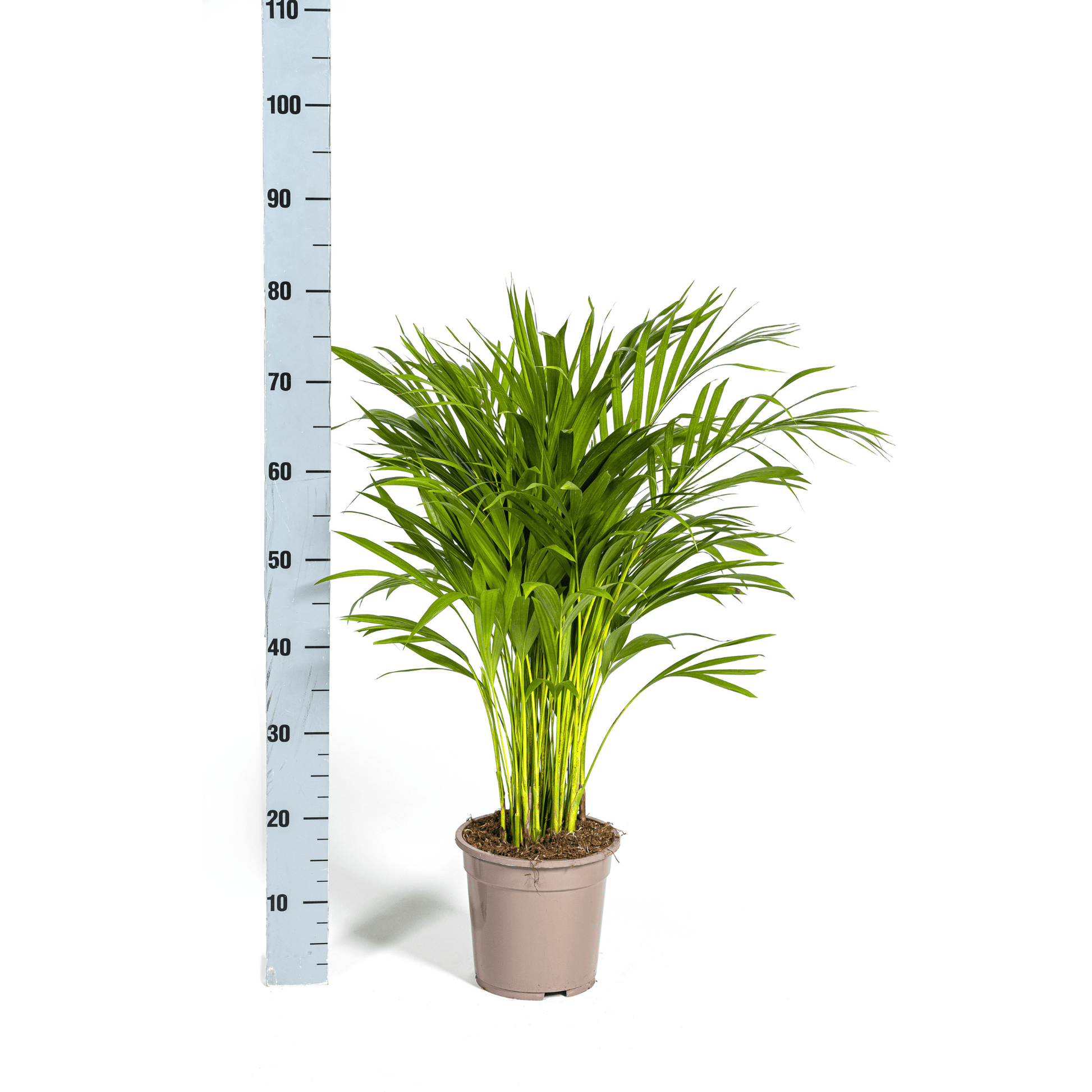 Dypsis Areca Lutescens Ø19cm - ↕80 - 100cm - Botanic-Vibes
