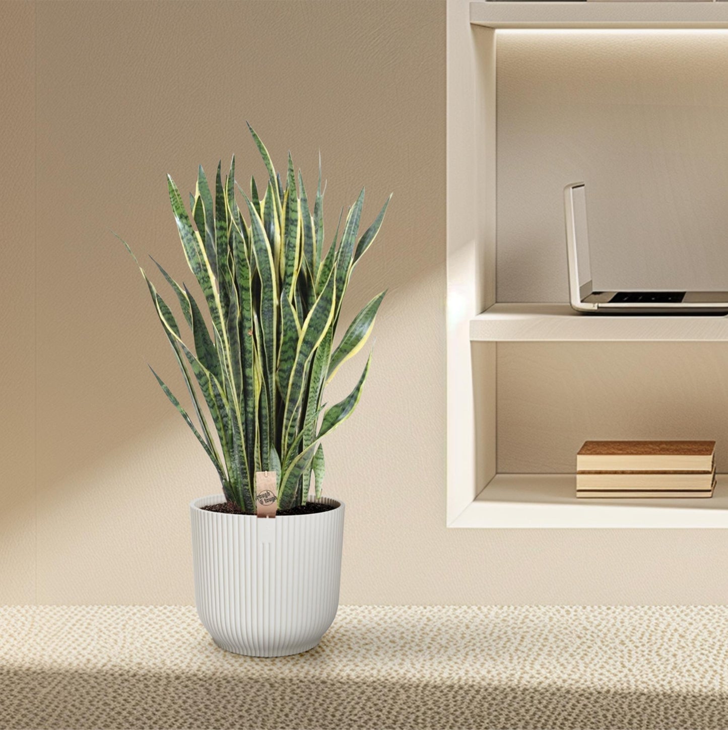 Sansevieria laurentii – 100 cm – Ø35