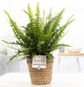Nephrolepis Grün Lady In P&PURE Basket, Ø12 cm, 35 cm