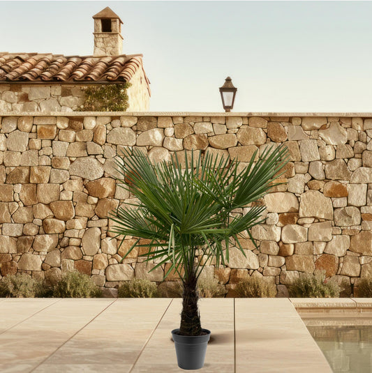 Trachycarpus fortuneii – 160–180cm – Ø30