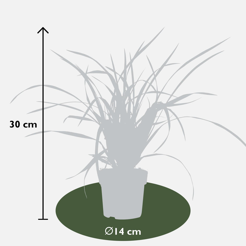 Carex morrowii Irish Grün, Ø19 cm, 40 cm, Ø14 cm, 30 cm