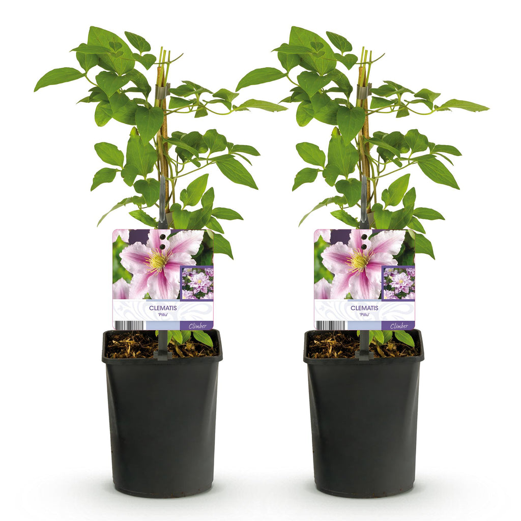 Kletterpflanze, Clematis Piilu, Blüte Rosa, Wenig Pflege, 2 Pflanzen, Topf 11 cm 40 cm