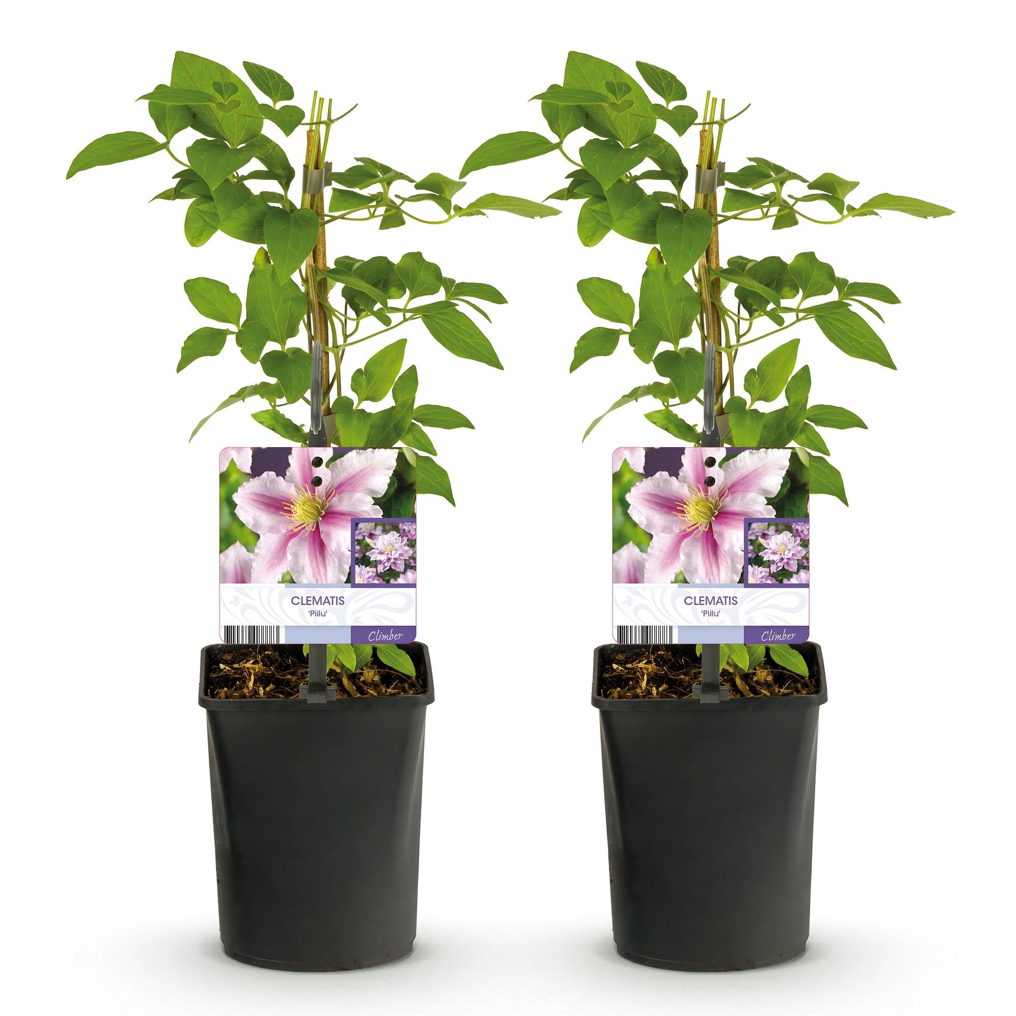 Kletterpflanze, Clematis Piilu, Blüte Rosa, Wenig Pflege, 2 Pflanzen, Topf 11 cm 40 cm