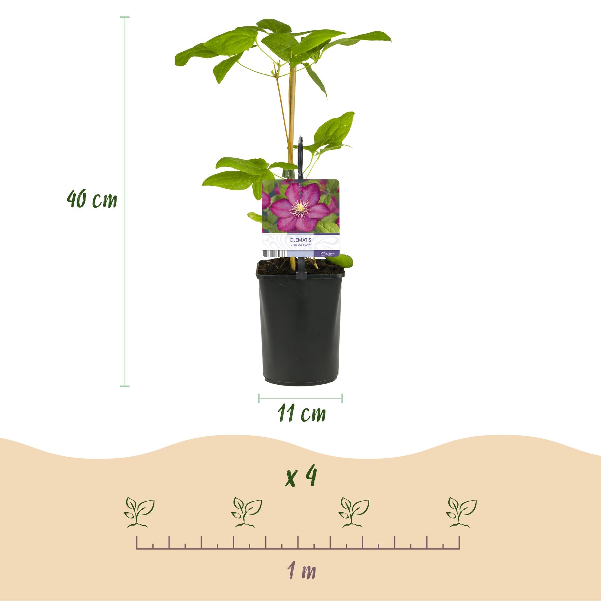 Kletterpflanze, Clematis Ville de Lyon, Blüte Rosa, Wenig Pflege, 2 Pflanzen, Topf 11 cm 40 cm