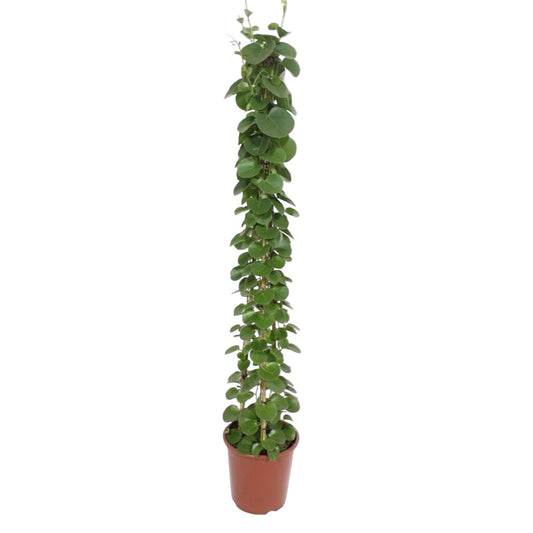 Cissus rotundifolia Pyramide – 160 cm – Ø27