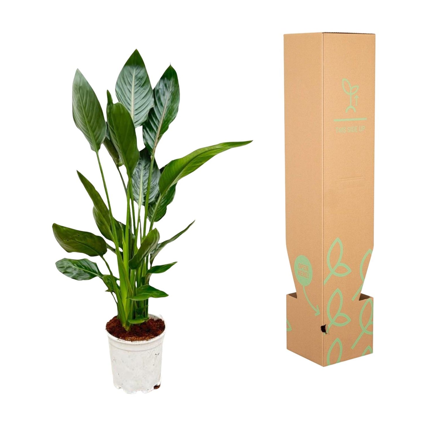 Strelitzia reginae – 100 cm – Ø19