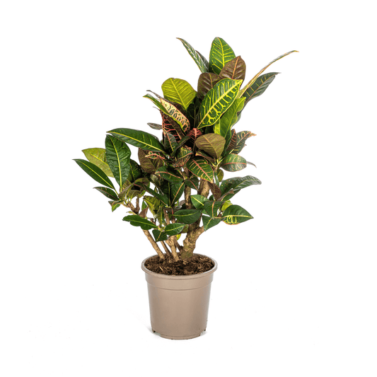Codiaeum 'Croton' Petra Ø21cm - ↕60 - 80cm - Botanic-Vibes