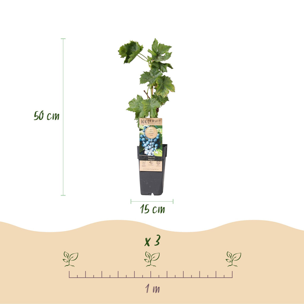 Obstpflanze, Vitis vinifera Regent, Weinrebe, Veredelt, Blaue Traube, 2 Pflanzen, Topf 15 cm, 50 cm
