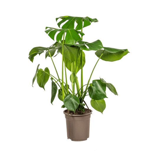 Monstera Deliciosa Tauerii Ø21cm - ↕70 - 90cm - Botanic-Vibes