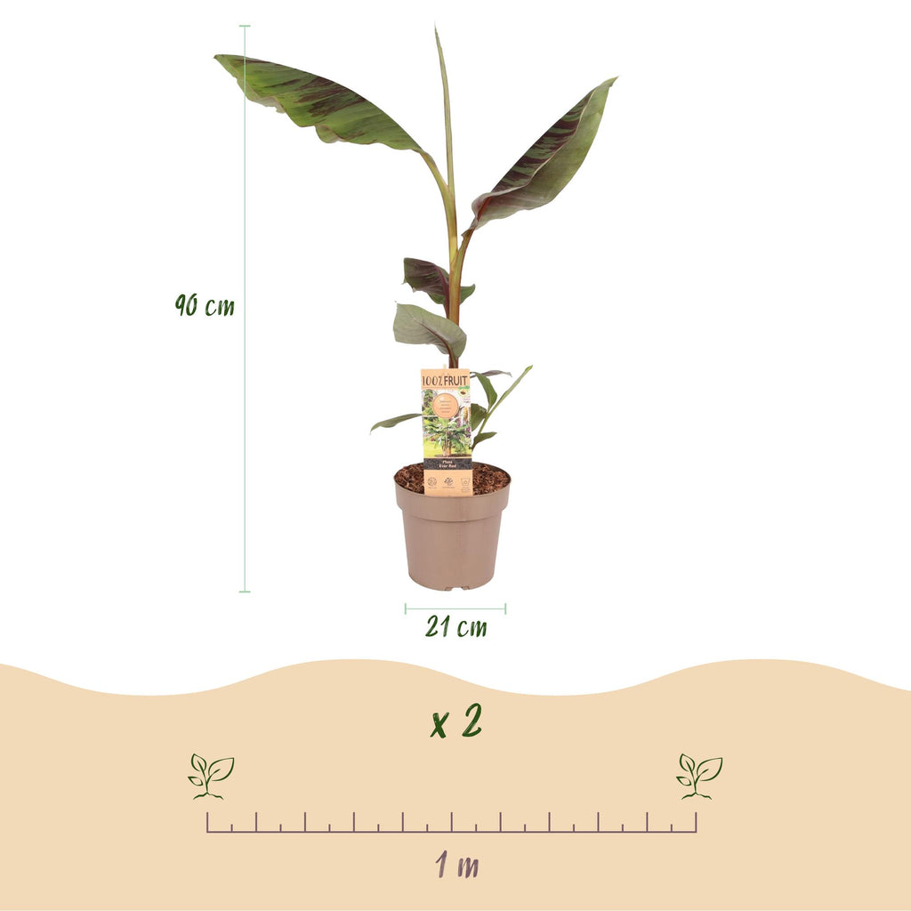 Fruchtpflanze, Musa Ever Rot, Bananenbaum, Winterhart, Grün-Rot, 1 Pflanze, Topf 21 cm, 70-90 cm