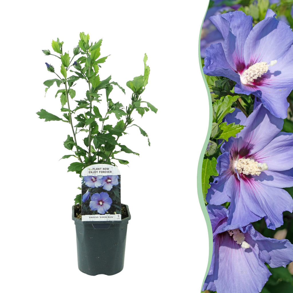 Sträucher, Hibiscus syriacus Oiseau Blau, Blüte Blau, 1 Pflanze, Laubabwerfend, Wenig Pflege, Topf 17 cm 45 cm