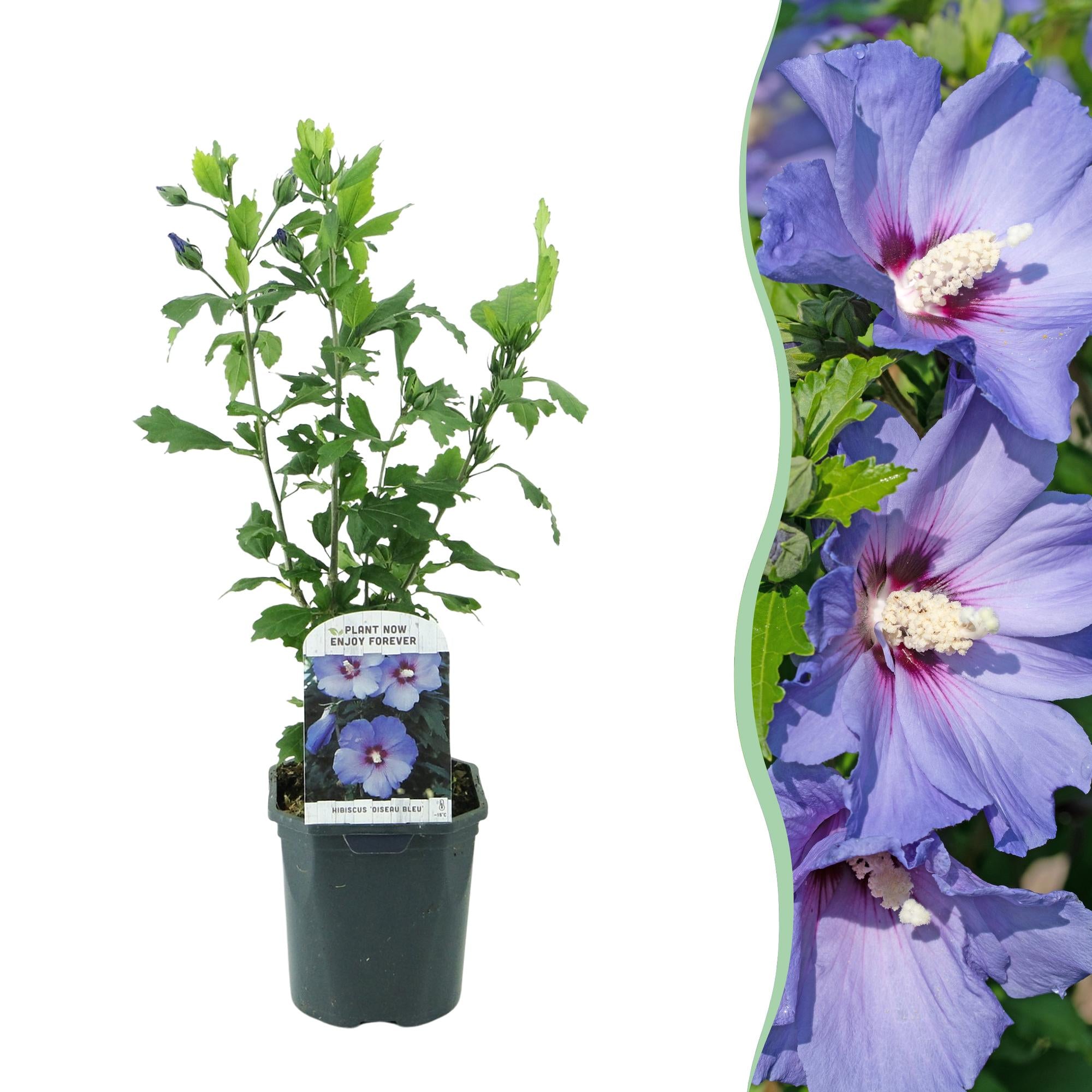 Sträucher, Hibiscus syriacus Oiseau Blau, Blüte Blau, 1 Pflanze, Laubabwerfend, Wenig Pflege, Topf 17 cm 45 cm