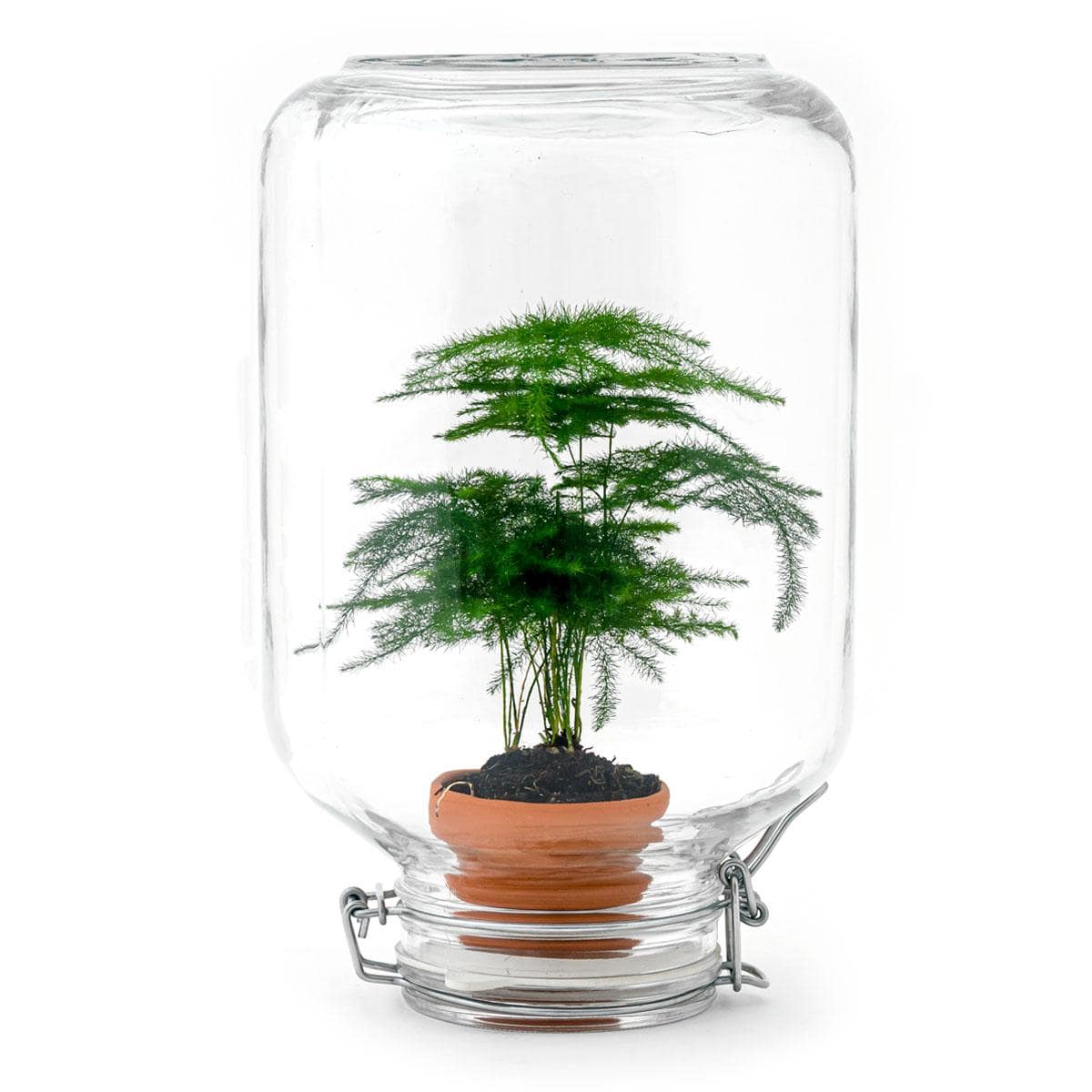 Easyplant – Asparagus - Botanic-Vibes