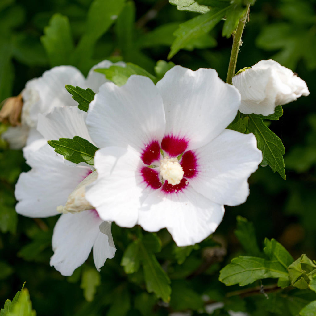 Sträucher, Hibiscus syriacus Rot Heart, Blüte Weiß Mit Rotem Herzen, 1 Pflanze, Laubabwerfend, Wenig Pflege, Topf 17 cm 45 cm