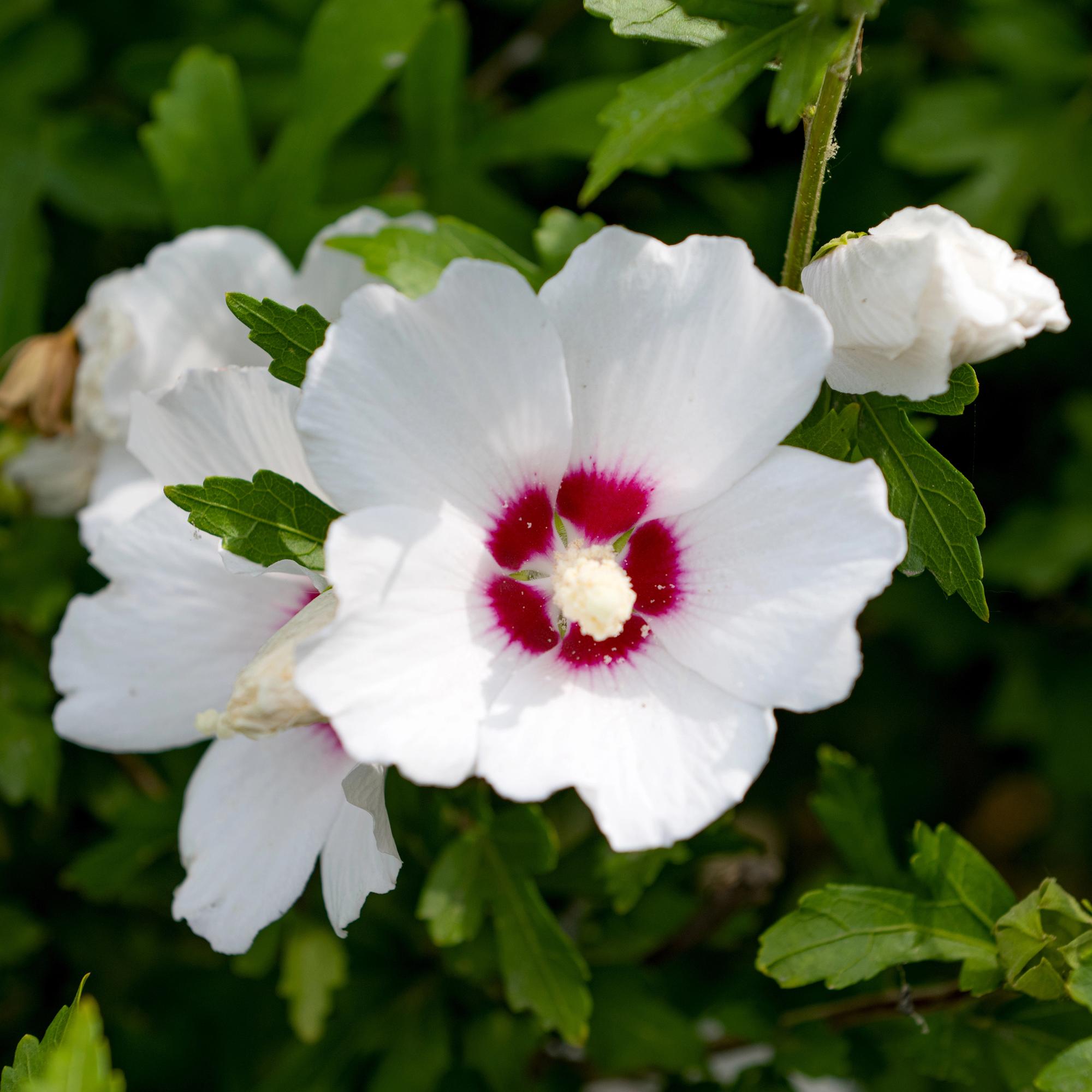 Sträucher, Hibiscus syriacus Rot Heart, Blüte Weiß Mit Rotem Herzen, 1 Pflanze, Laubabwerfend, Wenig Pflege, Topf 17 cm 45 cm