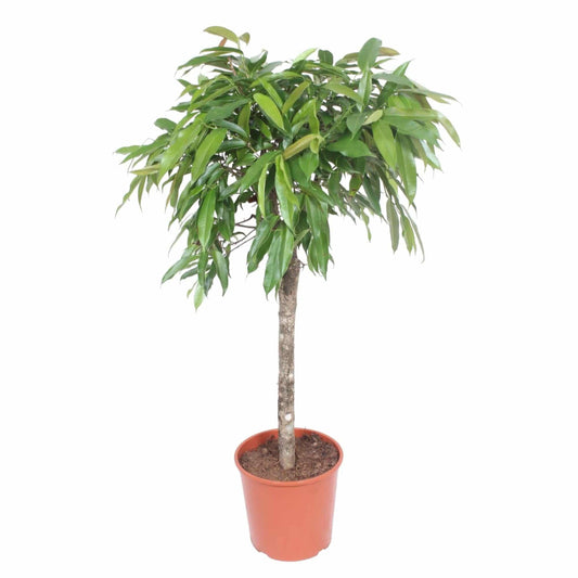 Ficus 'Amstel King' – 130 cm – Ø30 - Botanic-Vibes