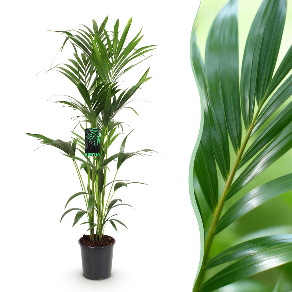 Howea Forsteriana, Kentia-Palme, Wenig Pflege, Grün, 1 Pflanze, Topf 24 cm, 140-150 cm
