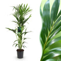 Howea Forsteriana, Kentia-Palme, Wenig Pflege, Grün, 1 Pflanze, Topf 24 cm, 140-150 cm