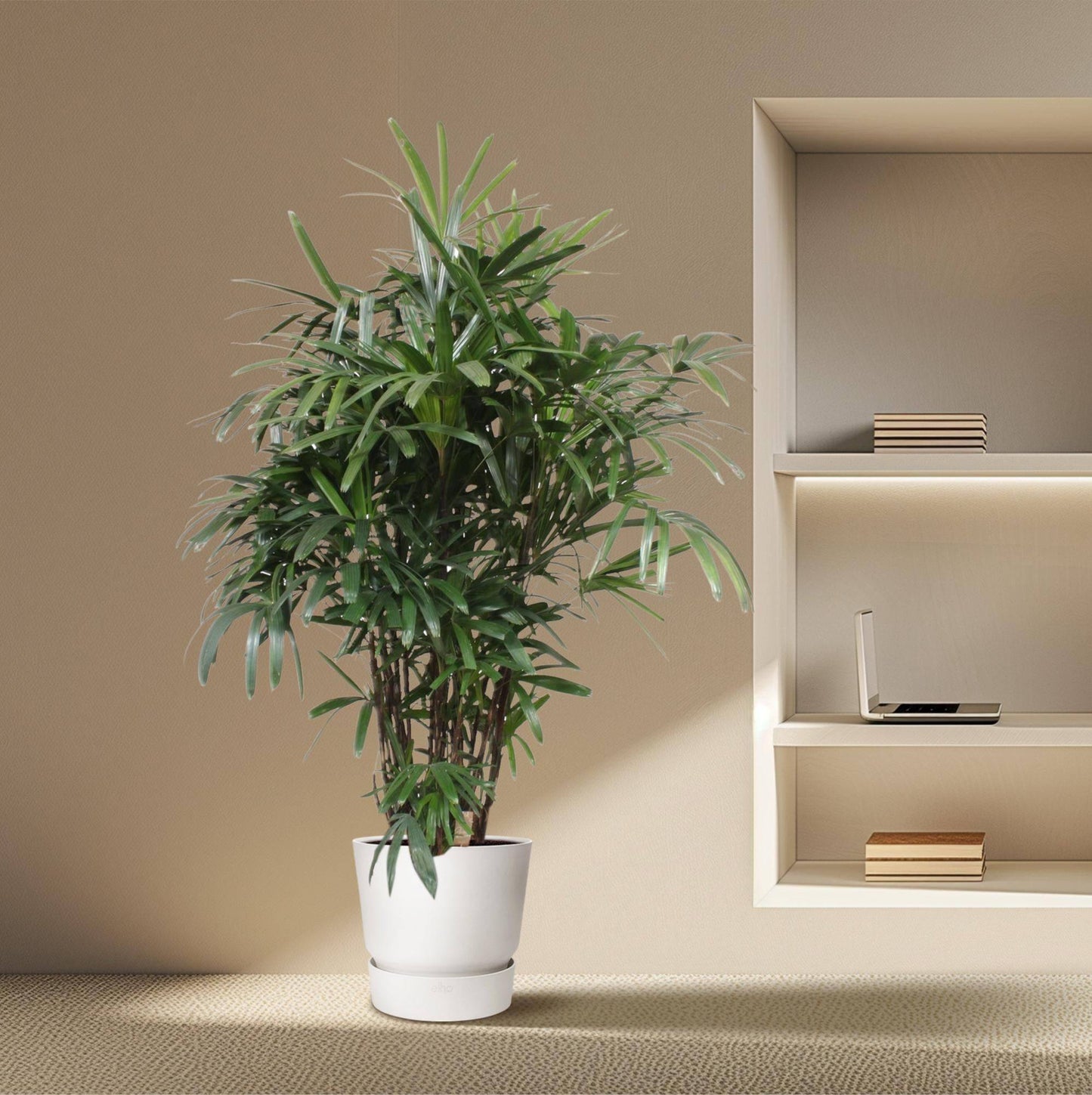 Rhapis excelsa – 190 cm – Ø40 - Botanic-Vibes