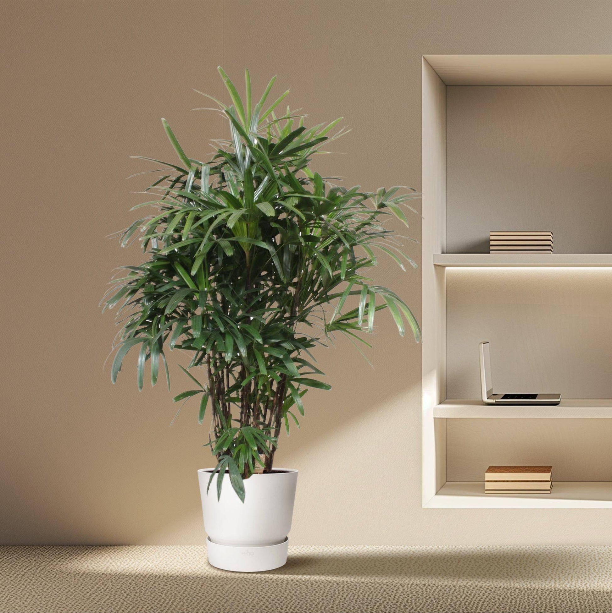 Rhapis excelsa – 190 cm – Ø40 - Botanic-Vibes