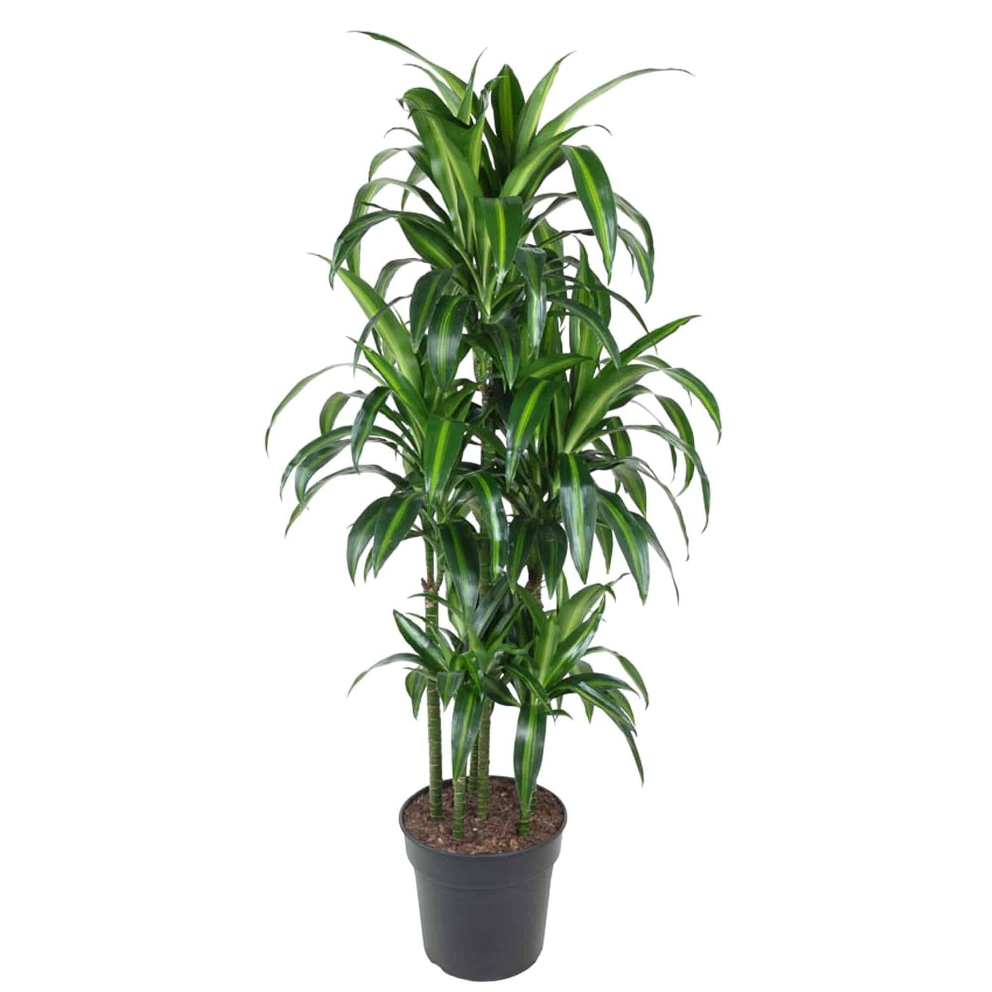 Dracaena hawaiiana carrousel – 150 cm – ø31 - Botanic-Vibes