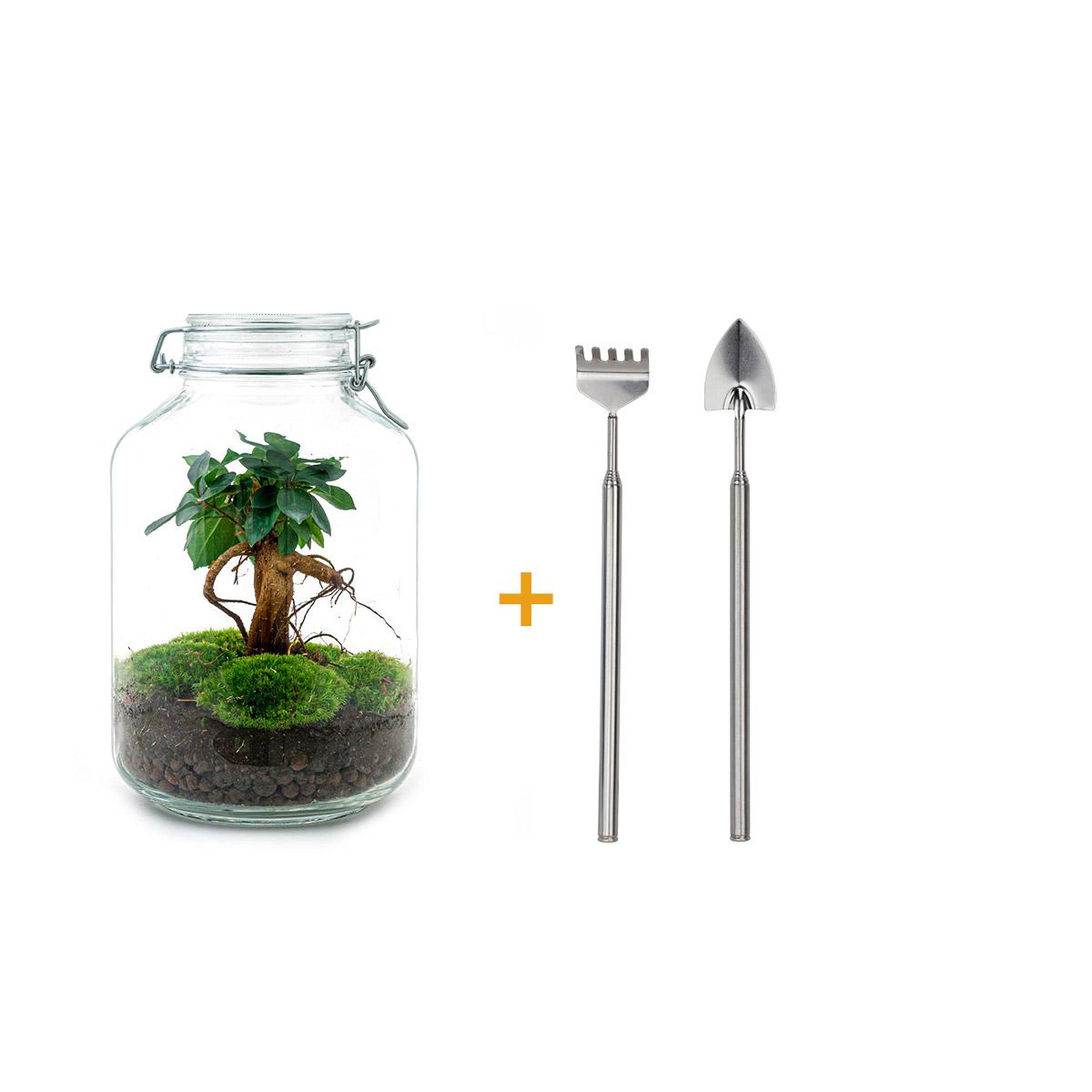 Flaschengarten – Ficus Ginseng Bonsai – 28 cm – Rechen + Schaufel