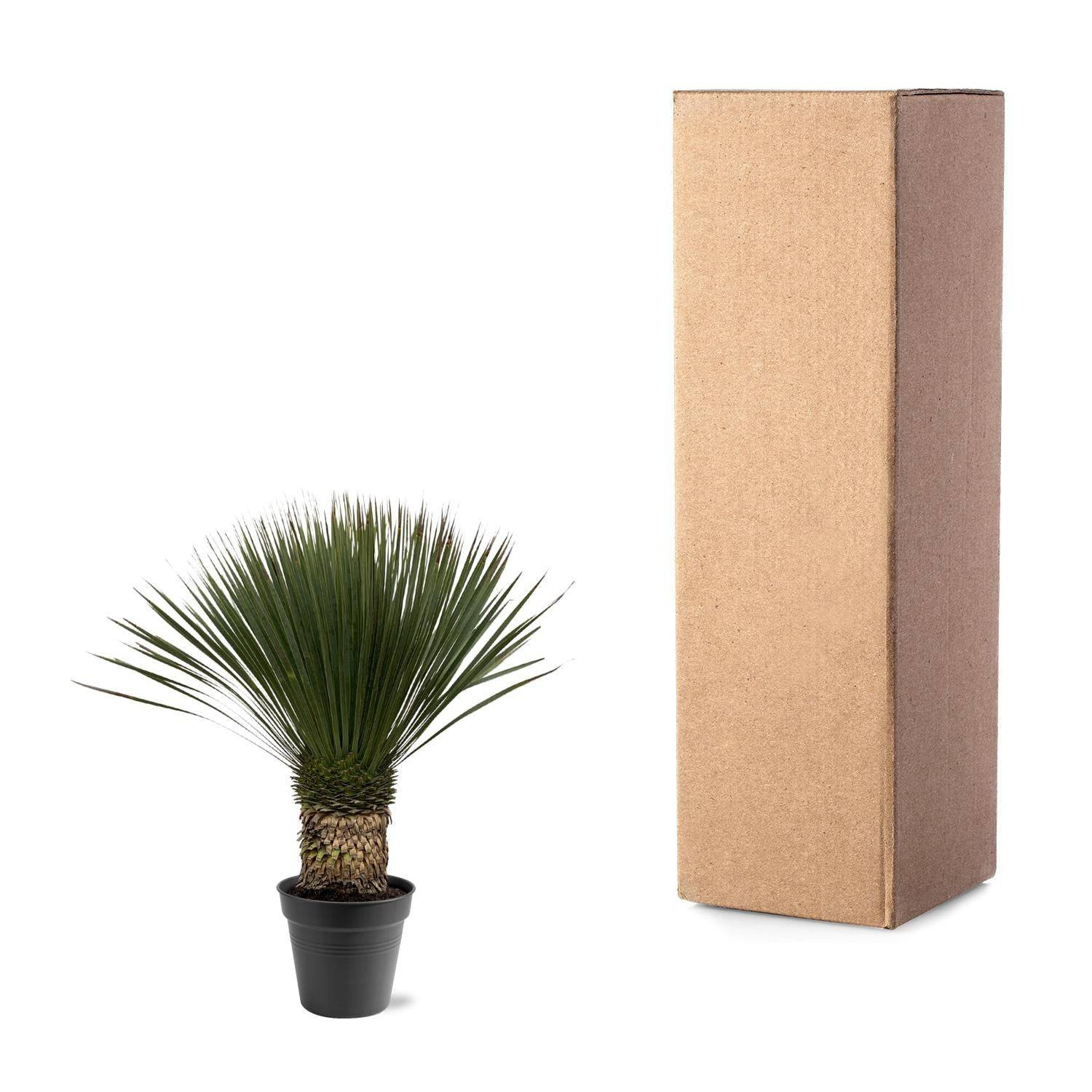 Yucca Rostrata – 80–100cm – Ø38 - Botanic-Vibes