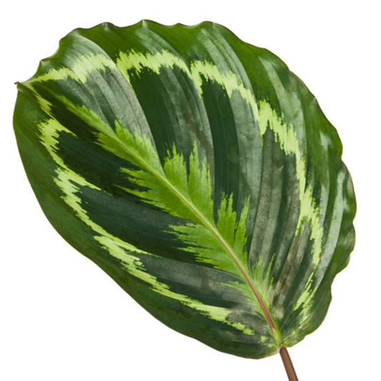 Calathea Medallion – 80 cm – ø24